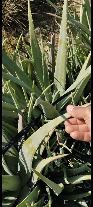 فروش آلوئه ورا (گیاه‌ دارویی)