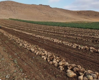 فروش چغندر قند