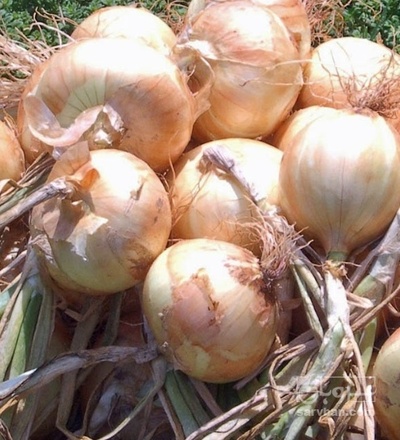 فروش پیاز زرد