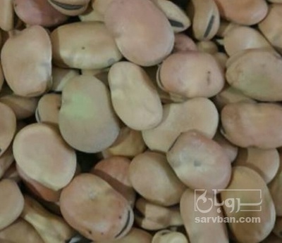 فروش باقلا تازه - باقالی - باقالا