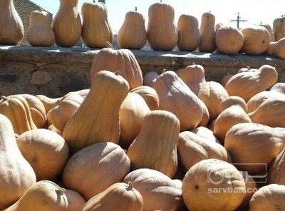 فروش کدو حلوایی