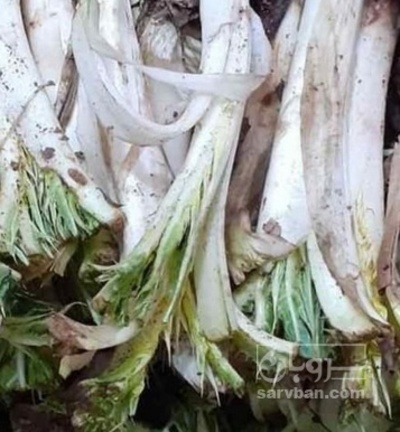 فروش کنگر کوهی (گیاه‌ دارویی)