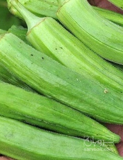 فروش بامیه