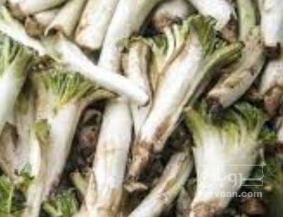 فروش کنگر