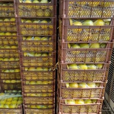 تولید سبد پلاستیکی