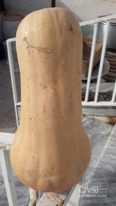 فروش کدو حلوایی