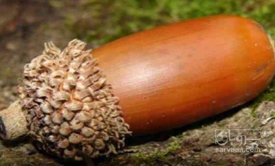 فروش بلوط (گیاه‌ دارویی)