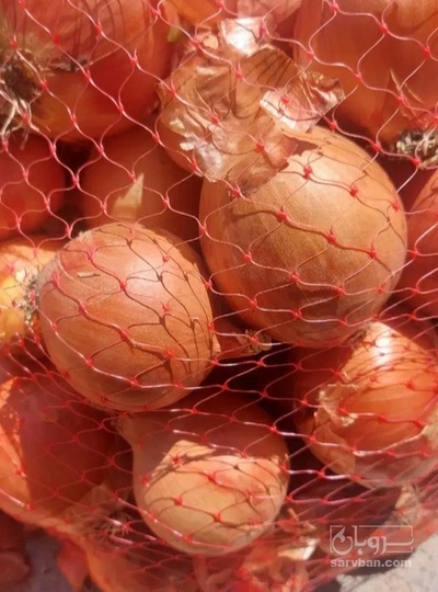فروش پیاز