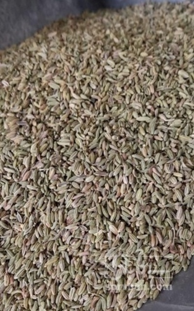 فروش رازیانه (گیاه‌ دارویی)