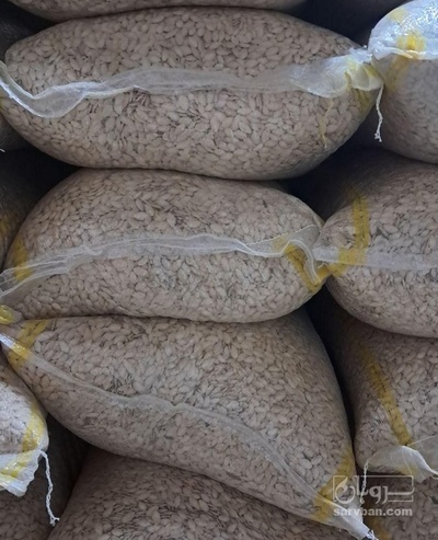 فروش تخمه  کدو بو داده