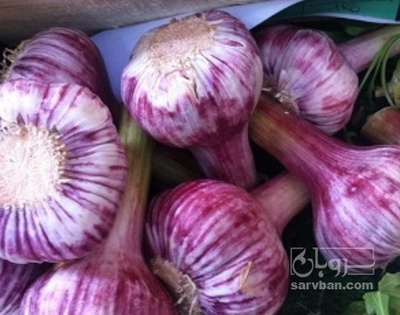 فروش سیر قرمز کله