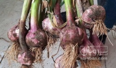 فروش سیر قرمز علفی