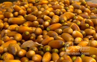 فروش بلوط (گیاه‌ دارویی)