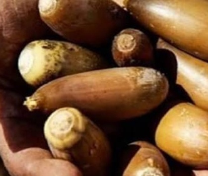 فروش بلوط (گیاه‌ دارویی)