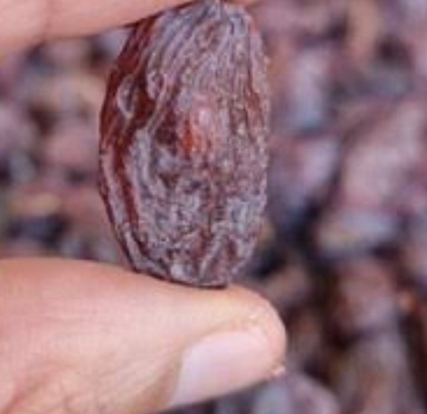 فروش مویز رطبی