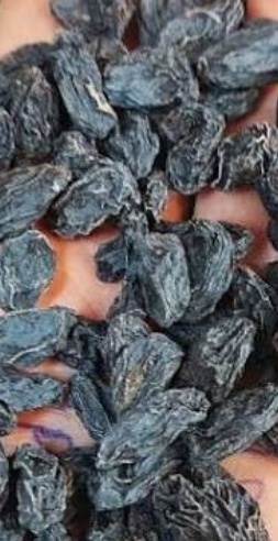 فروش مویز شاخه ایی