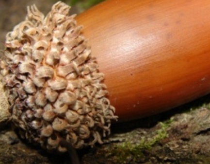 فروش بلوط (گیاه‌ دارویی)