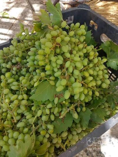 فروش غوره