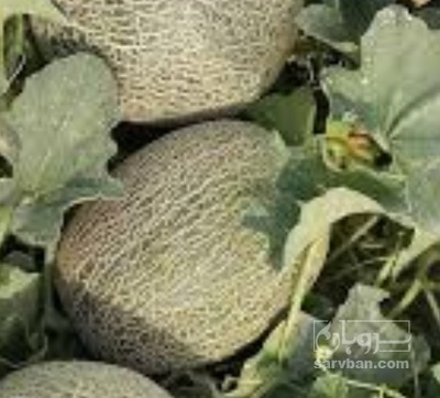 فروش خربزه کریر