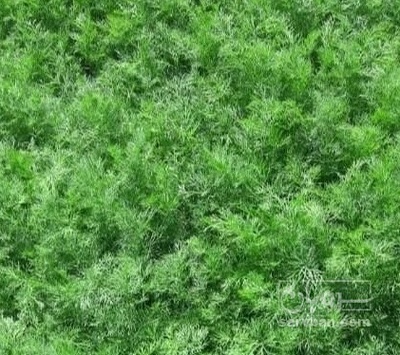 فروش شوید تازه