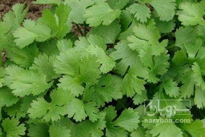 فروش گشنیز تازه