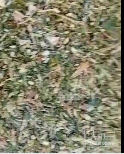 فروش علوفه ذرت