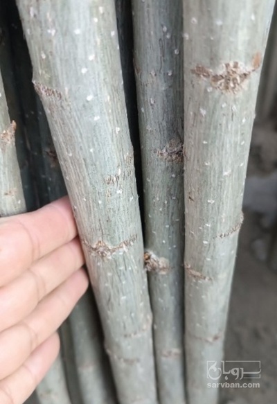 فروش نهال صنوبر