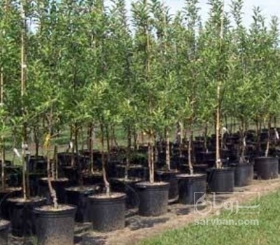 فروش نهال انجیر