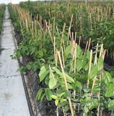 فروش نهال سنجد