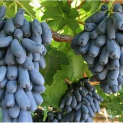 فروش نهال انگور