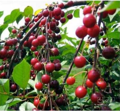 فروش نهال آلبالو