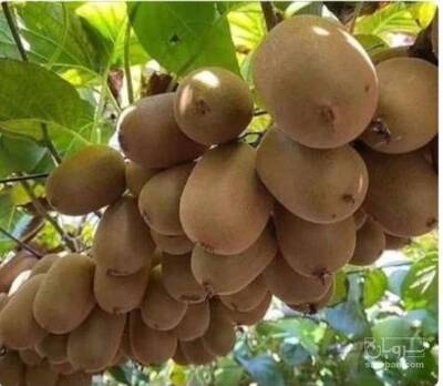 فروش نهال کیوی