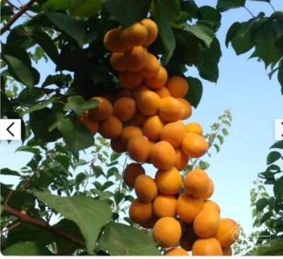 فروش نهال زردآلو