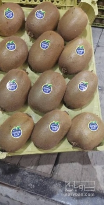 فروش کیوی صادراتی