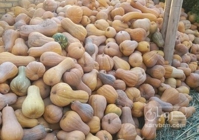 فروش کدو حلوایی