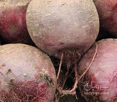 فروش چغندر لبو