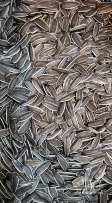 فروش تخمه آفتابگردان دورسفید