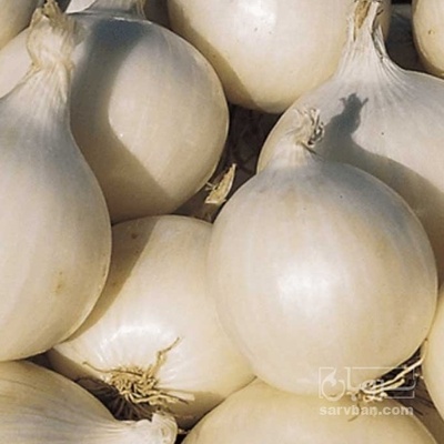 فروش پیاز سفید