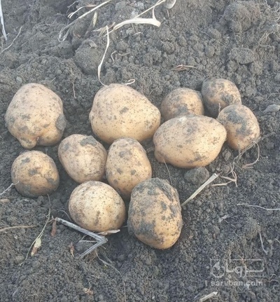 فروش سیب زمینی