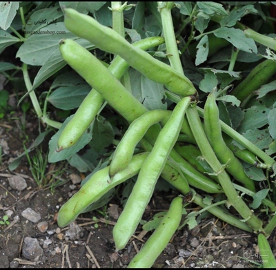 فروش باقلا تازه - باقالی - باقالا