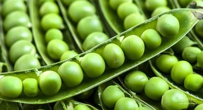 فروش نخود فرنگی