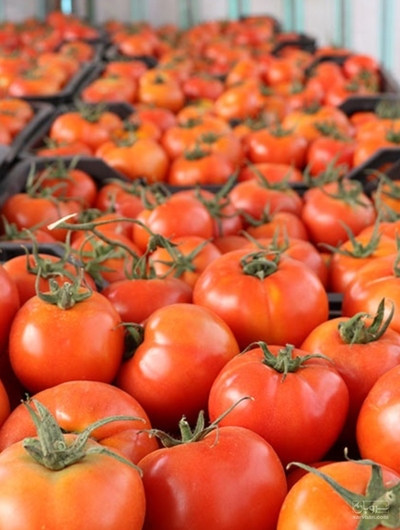 فروش گوجه فرنگی