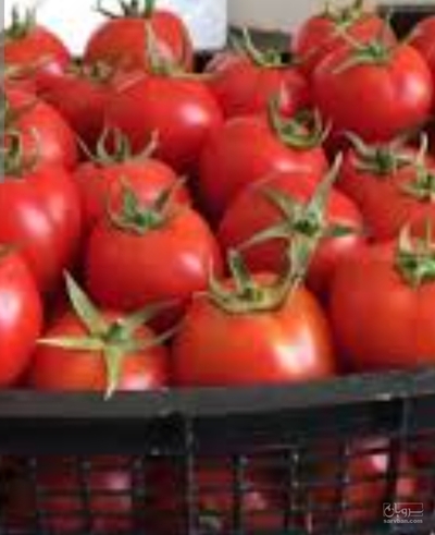 فروش گوجه فرنگی