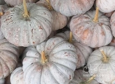 فروش کدو انجیری