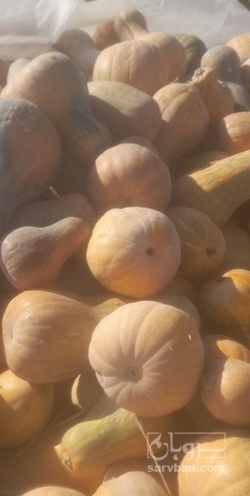 فروش کدو حلوایی