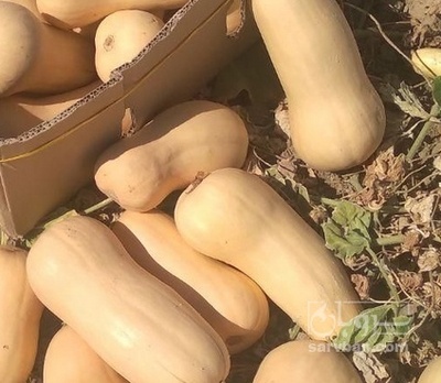 فروش کدو ساکاتا