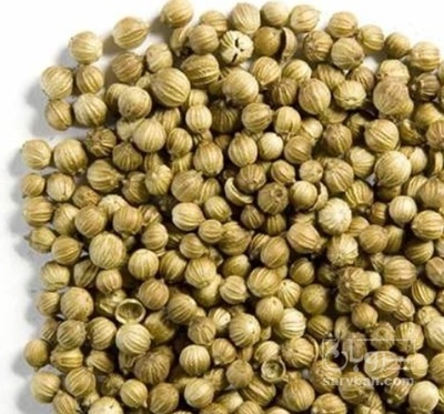 فروش تخم  گشنیز