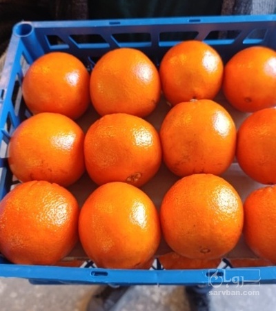 فروش پرتقال