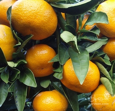 فروش نارنگی آنشو و پچ