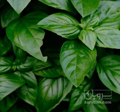 فروش ریحان گلخانه آیی